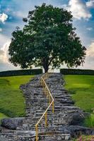 il tuo modo su per successo, speranza e in crescita vita stesso il tree.success e speranza concetto. foto