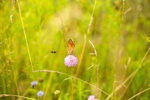 un' farfalla si siede su un' fiore con un' ape volante nel il sfondo. un arancia farfalla seduta su un' rosa fiore. foto