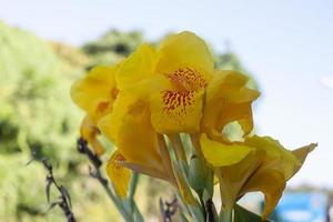 fresco giallo canna giglio fiore fioritura nel il giardino su sfocatura natura sfondo. foto