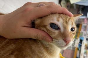 veterinario esaminare su il occhi di un' gatto bassotto. cataratta occhi di gatto. medico e Salute cura di animale domestico concetto. foto