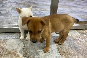 contento giovane coppia a cane riparo adottando un' cane. poco cucciolo a il riparo sembra con speranza. prendere me, io sono il migliore. cucciolo su per adozione foto