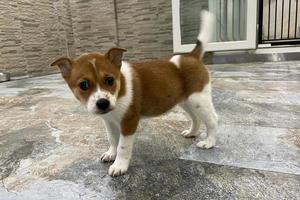 contento giovane coppia a cane riparo adottando un' cane. poco cucciolo a il riparo sembra con speranza. prendere me, io sono il migliore. cucciolo su per adozione foto