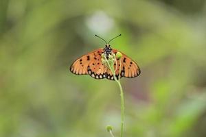 un' bellissimo farfalla arroccato su un' selvaggio pianta durante un' molto soleggiato giorno foto