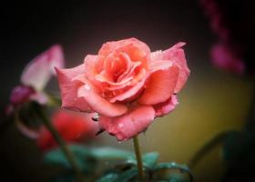 bellissimo rosso fiori rosa mazzo foto