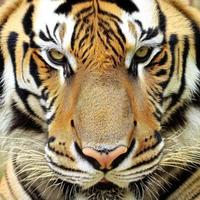 il tigre è un' maestoso e potente grande gatto, conosciuto per suo distintivo arancia cappotto con nero strisce. esso è un apice predatore e simbolo di forza e coraggio nel molti culture. foto
