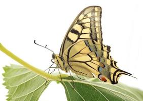 papilio macaone farfalla seduta su verde foglia foto