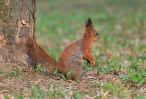 scoiattolo seduta su terra a albero foto