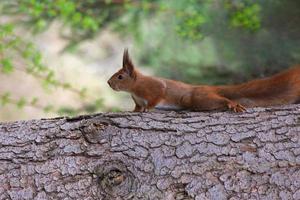 scoiattolo seduta su tronco di pino albero foto