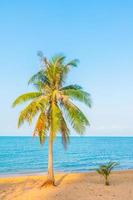 albero di cocco sulla spiaggia foto