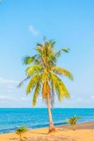 albero di cocco sulla spiaggia foto