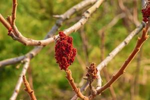 rami con mini cuffie di corno di cervo sommacco nel presto primavera nel il giardino. foto