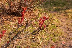 mini cuffie su il rami di un' peonia albero avvicinamento. paeonia suffruticosa nel primavera nel il giardino. foto