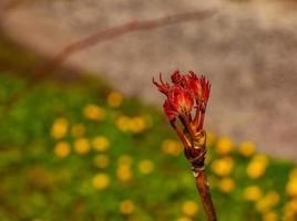 mini cuffie su il rami di un' peonia albero avvicinamento. paeonia suffruticosa nel primavera nel il giardino. foto