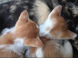 Due gattini potabile latte a partire dal madre gatti Seno foto