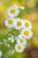 Erigeron strigosus fioritura nel un' giardino nel Texas. foto