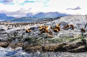 un grande gruppo di foche e leoni marini, canale beagle, ushuaia, argentina foto