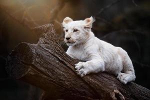 leone sudafricano foto