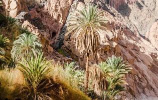 palme e arbusti in un deserto