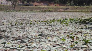 un' lago pieno di selvaggio verde loto pastiglie pianta foglia galleggiante. foto
