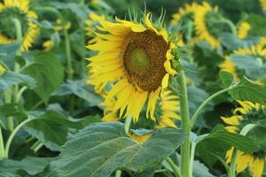 girasole coltivazione a Alba nel il villaggio campo, bangladesh. foto