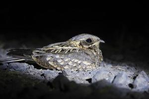 indiano nightjar o caprimulgo asiaticus osservato nel rann di kutch nel gujarat foto