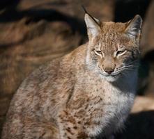 ritratto di un' lince nel il sole foto