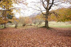 autunno paesaggio parco foresta caduto le foglie alto alberi fresco aria foto