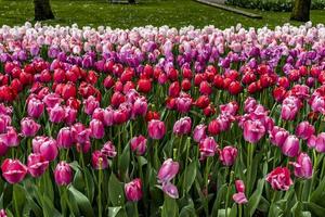 tulipani rosa e viola in giardino foto