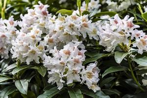 fiori bianchi e gialli su un cespuglio foto