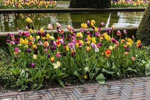 tulipani primaverili in un letto da giardino foto