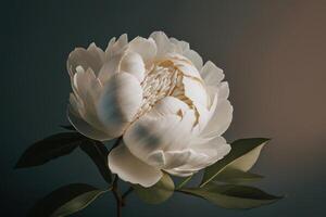 minimalista sfondo con bianca peonia fiore briciolo. illustrazione ai generativo foto