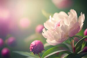 rosa naturale peonia fiore estate sfondo generativo ai foto
