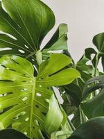 le foglie Monstera deliciosa pianta. bianca sfondo foto