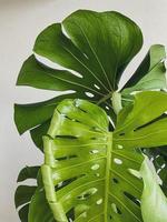 le foglie Monstera deliciosa pianta. bianca sfondo foto