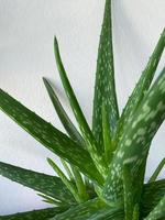 aloe Vera nel un' vaso di fiori su grigio tavolo e grunge foto