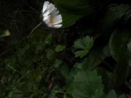 Comune margherita bianca fiore pianta foto