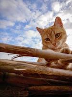 carino albicocca gatto nel il sole foto