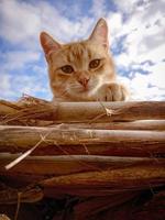 carino albicocca gatto nel il sole foto