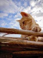 carino albicocca gatto nel il sole foto