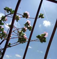 fiori nel il finestra su un' soleggiato giorno foto