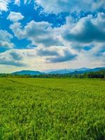 paesaggio di Grano campo azienda agricola campo e blu cielo. foto