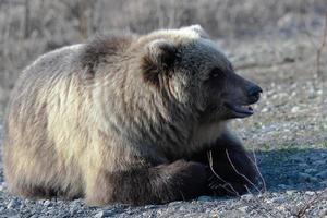 selvaggio kamchatka Marrone orso bugie su pietre e guardare in giro foto