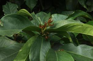 fresco verde botanico le foglie sfondo foto isolato su paesaggio modello. parchi o all'aperto calmante a tema Immagine. estetico elegante vibrazioni.