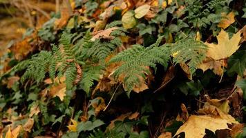 verde felce foglie, naturale floreale felce nel autunno foresta. naturale boschetti, floreale astratto sfondo. Perfetto naturale felce modello. bellissimo sfondo fatto con giovane verde felce le foglie. foto