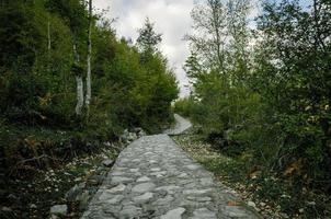 sentiero in pietra con alberi verdi foto