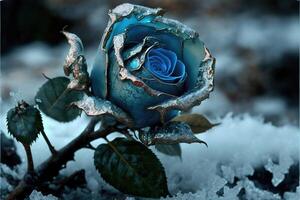 congelato Magia blu rosa nel il neve romantico sfondo. foto