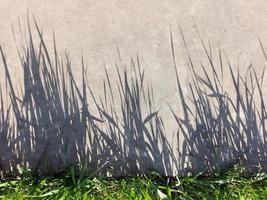ombra a partire dal verde erba su calcestruzzo. sfondo, modello. leggero e ombra foto
