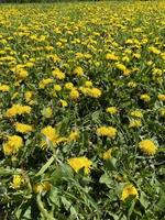 prato con primavera margherita fiori. campo di giallo fiori nel sfondo. denti di leone foto