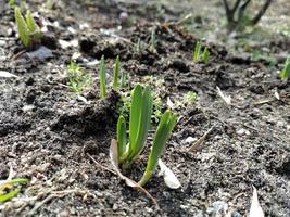 verde germoglio in crescita su a partire dal suolo suolo struttura sfondo. primavera pianta. pianta cresce a partire dal il terra foto