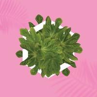 tropicale sfondo. verde le foglie di impianti collocato nel un' bianca modulo su un' pastello bellissimo rosa sfondo. Là è anche un' ombra di palma le foglie foto